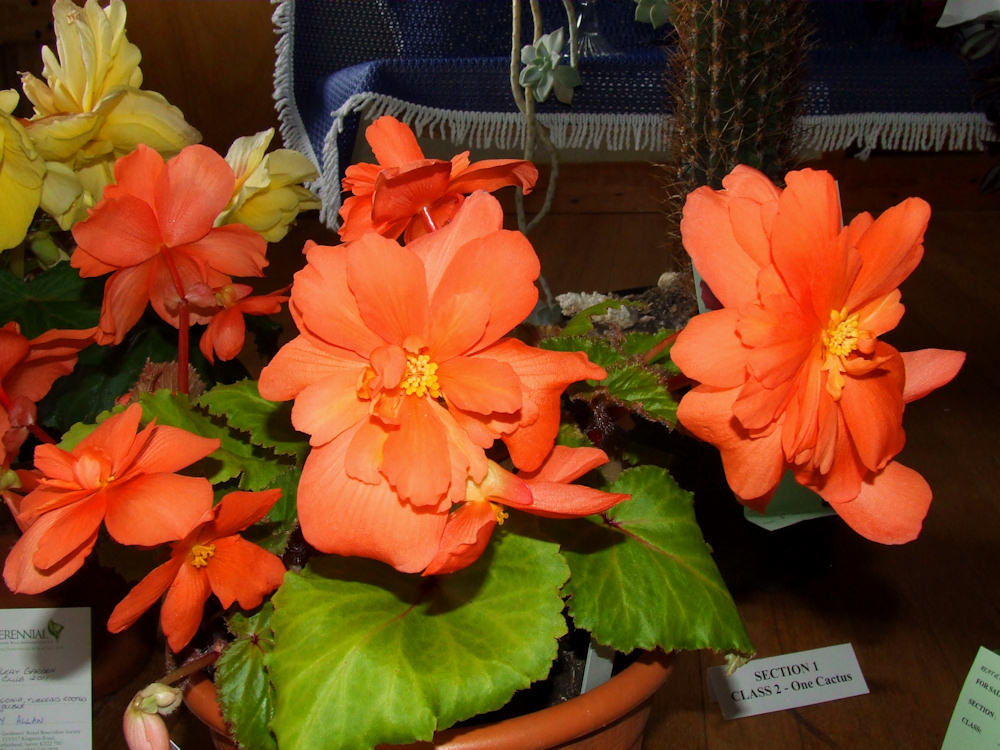 Photo: Reay Horticultural Show 2011
