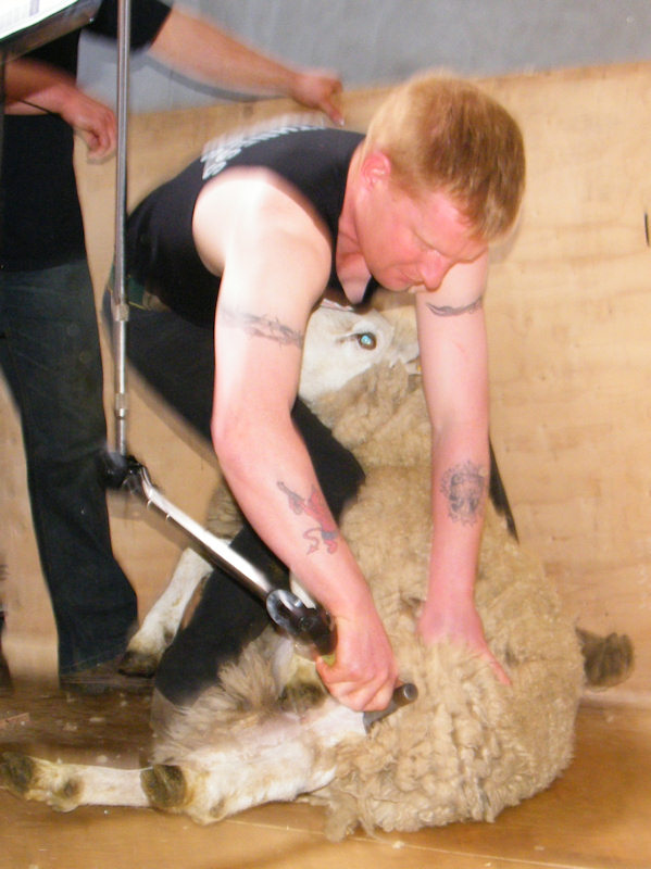 Photo: Caithness Shears Competition 2011