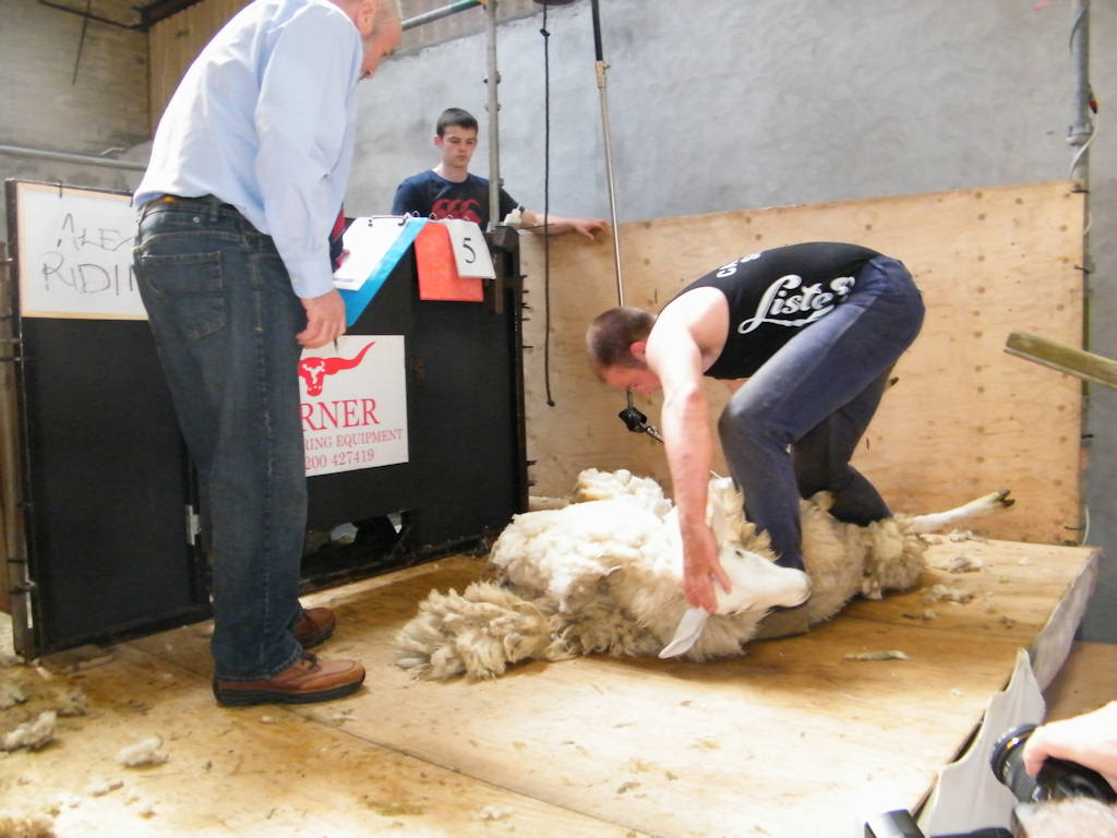 Photo: Caithness Shears Competition 2011