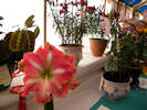 Flower Tent At Caithness County Show