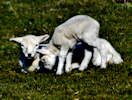 Lambs in East Caithness