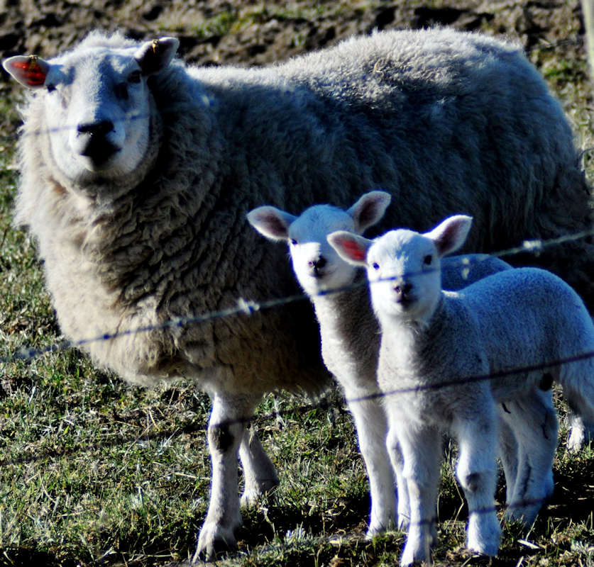 Photo: Lambs in East Caithness