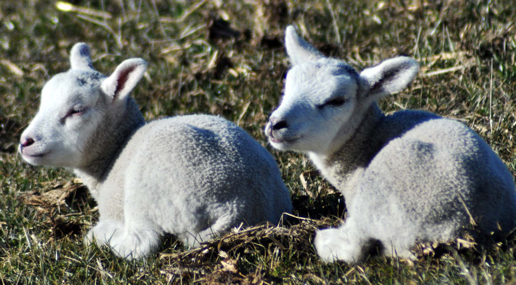 Photo: Lambs in East Caithness