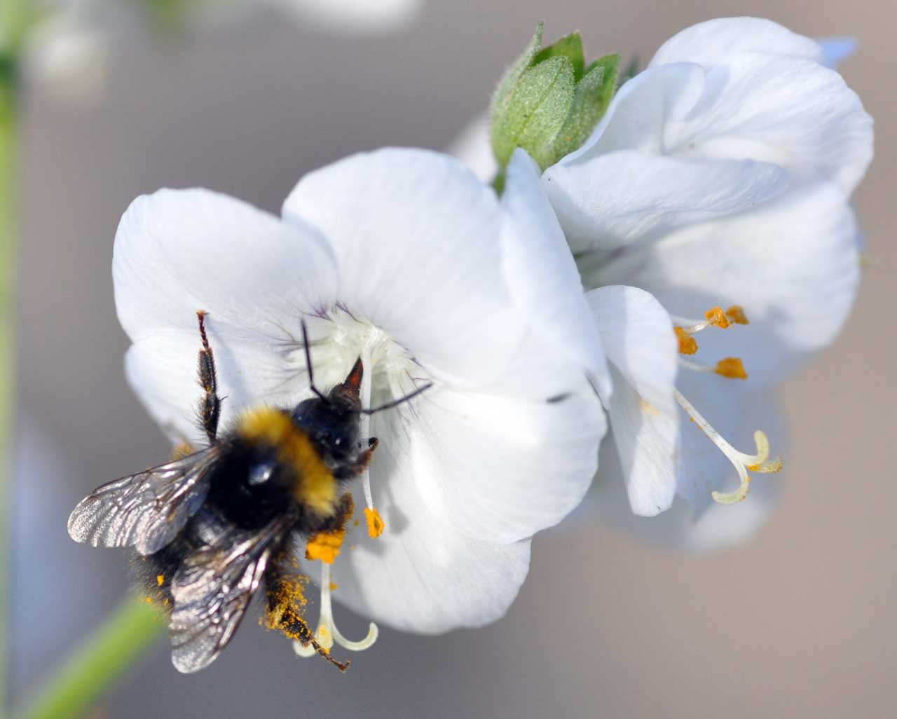 Photo: Bee-utiful