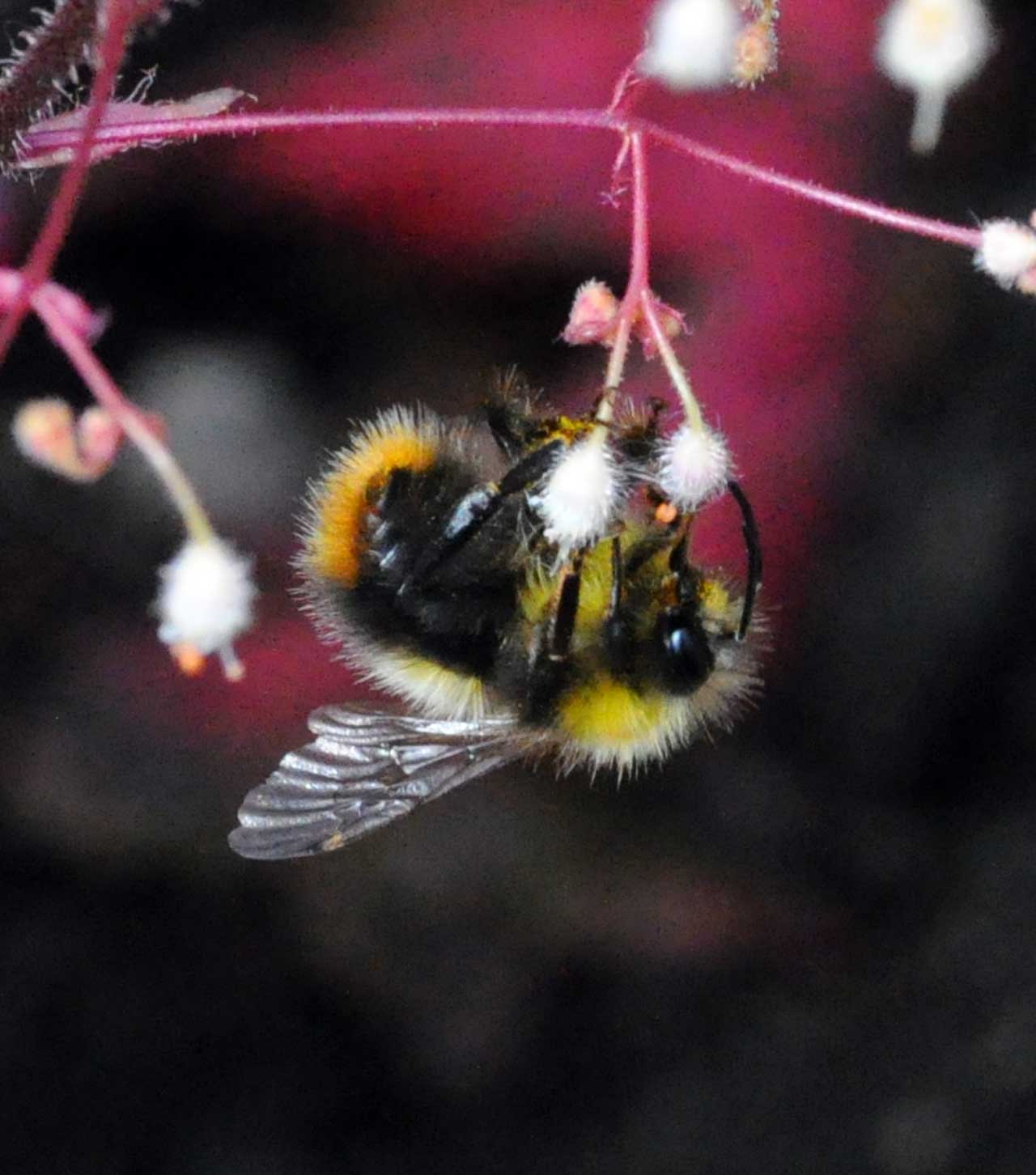 Photo: Bee-utiful