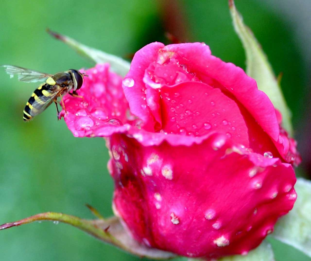 Photo: Hoverflies On Roses
