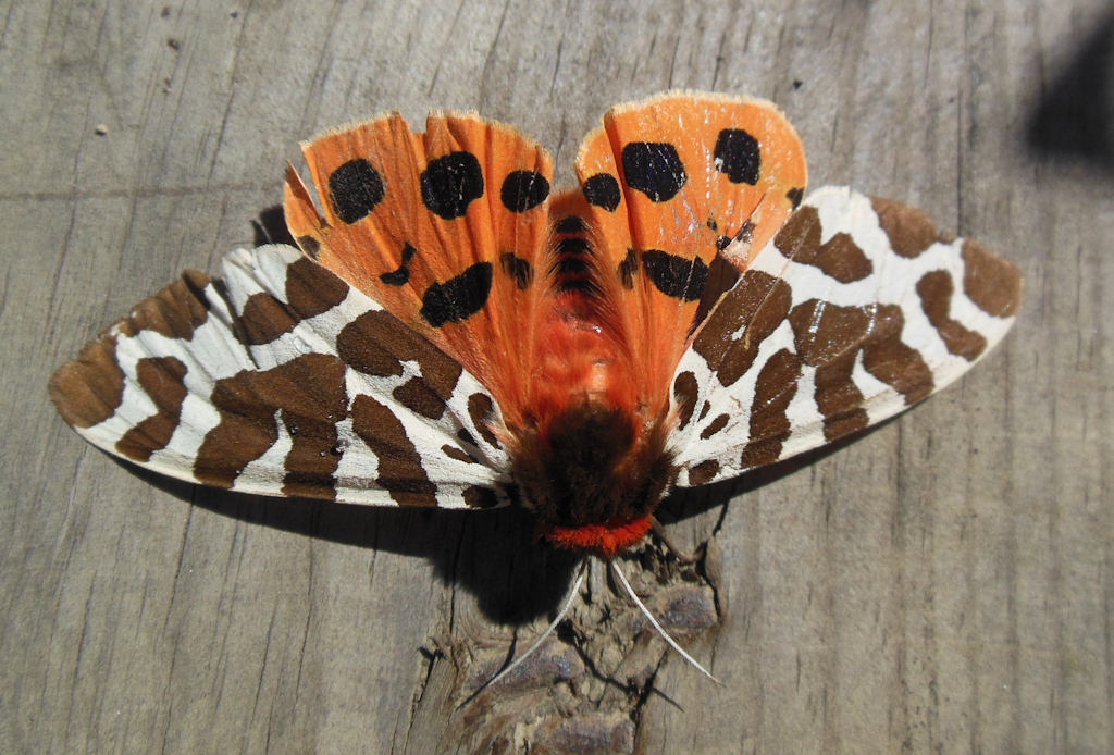 Photo: Garden Tiger Moth in Lybster