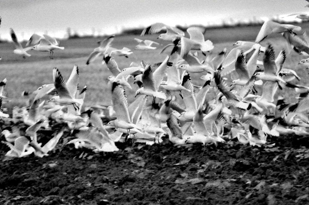 Photo: Gulls Always Turn Up Fast For A Free Meal