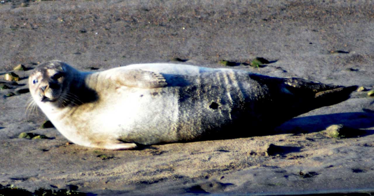 Photo: Seals Recently Decided River Wick Was A Sunbathing Spot 