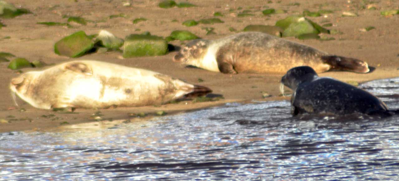 Photo: Seals Recently Decided River Wick Was A Sunbathing Spot 