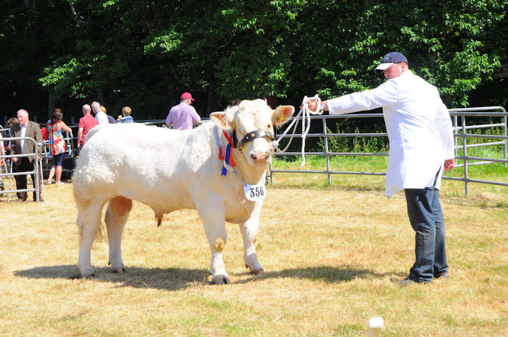 Photo: Caithness county Show 2013 - Champions