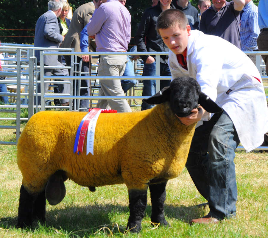 Photo: Caithness county Show 2013 - Champions