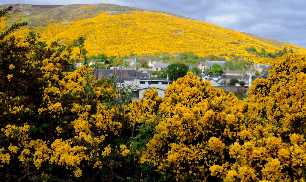 Photo: Gorse In Spectacular Yellow
