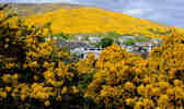 Gorse at Helmsdale