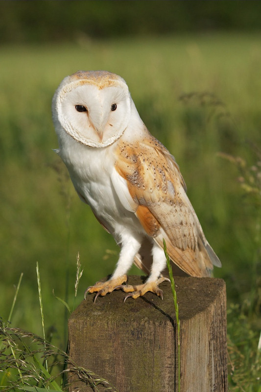 Photo: Barn Owl