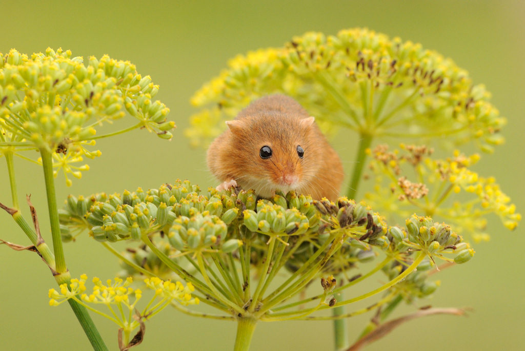 Photo: Harvest Mouse