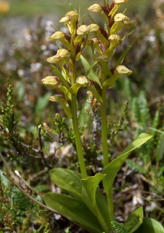 Photo: Frog Orchid