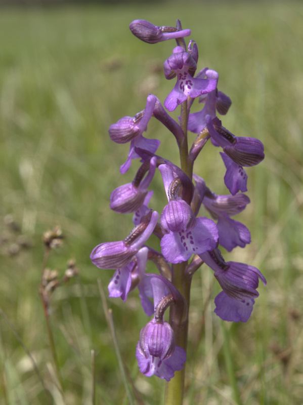 Photo: Green Winged Orchid