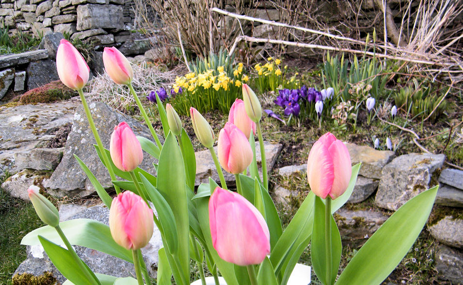 Photo: Springtime Arrived In Caithness