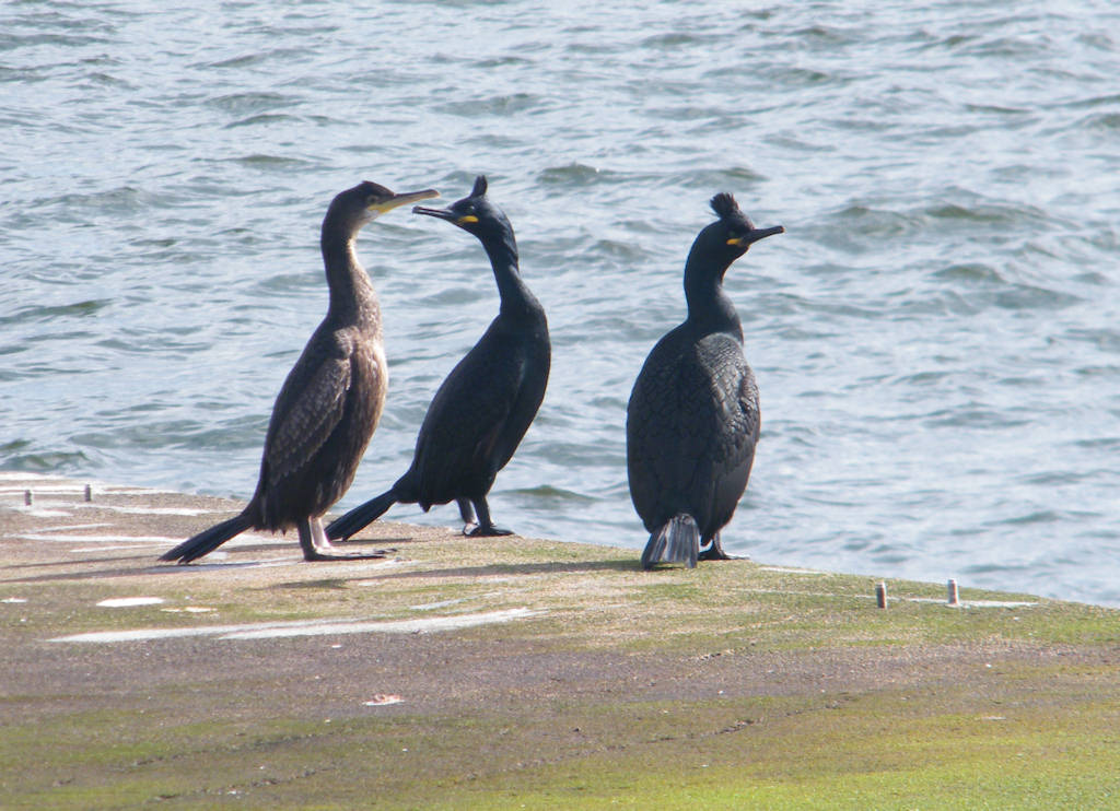 Photo: Shags at Wick Harbour