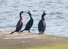 Shags at Wick Harbour
