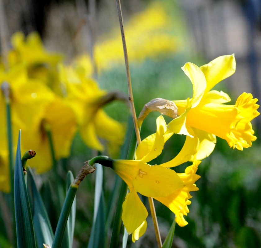 Photo: Daffodils At Union Street, Wick