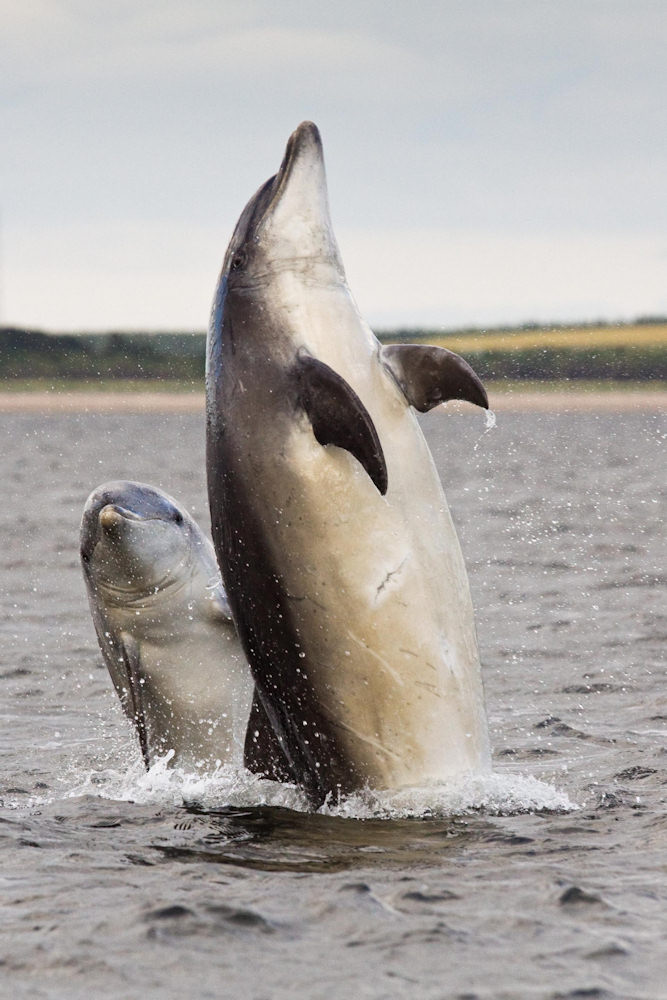 Photo: 2012 1st prize Peekaboo Dolphins by Catherine Clark