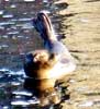 Seal at Wick River