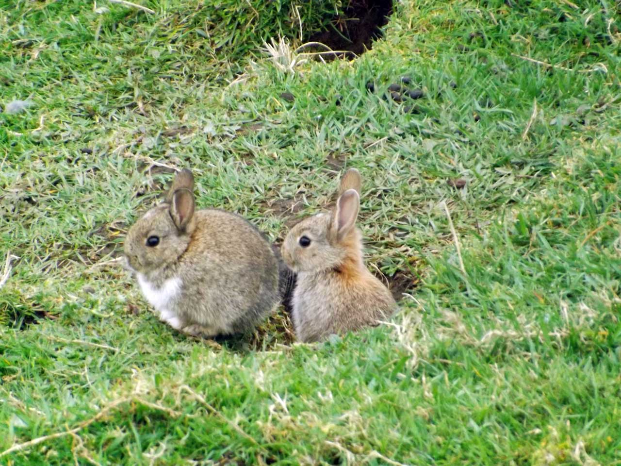 Photo: Rabbits at Ellens Geo, Ulbster