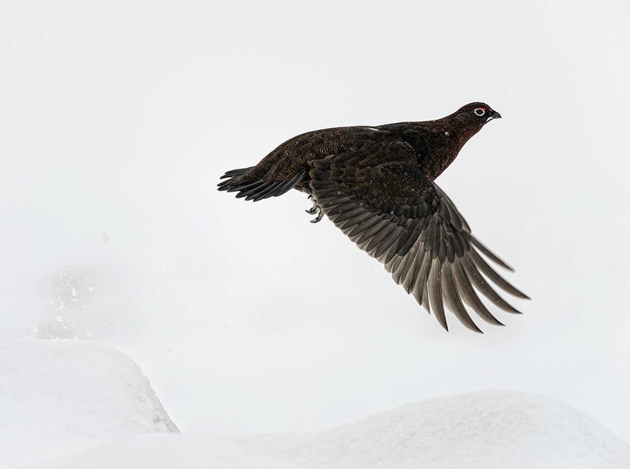 Photo: Previous Winner - Red Grouse