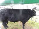 Caithness County Show 2014 Saturday