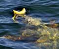 Seal Gets Banana skin