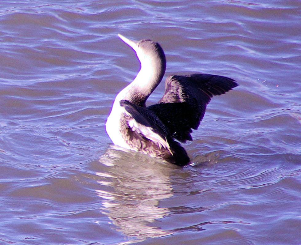 Photo: A Great Northern Diver Looks On