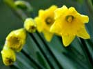 Daffodils for Spring in Caithness