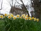 Daffodils at St Fergus church Wick