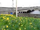 Daffodils at Service Bridge, Wick