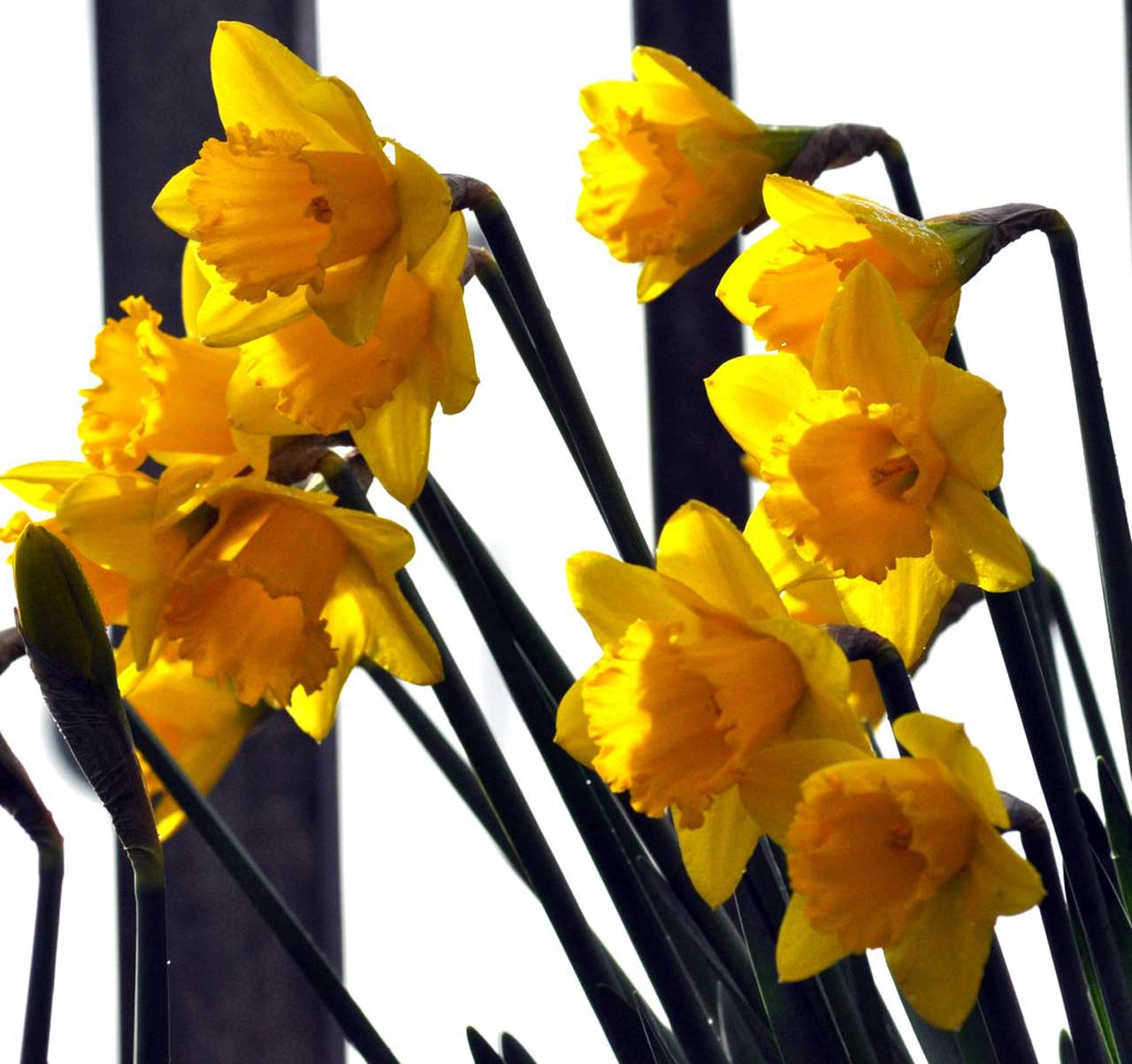 Photo: Springtime Is Finally Breaking Out In Caithness