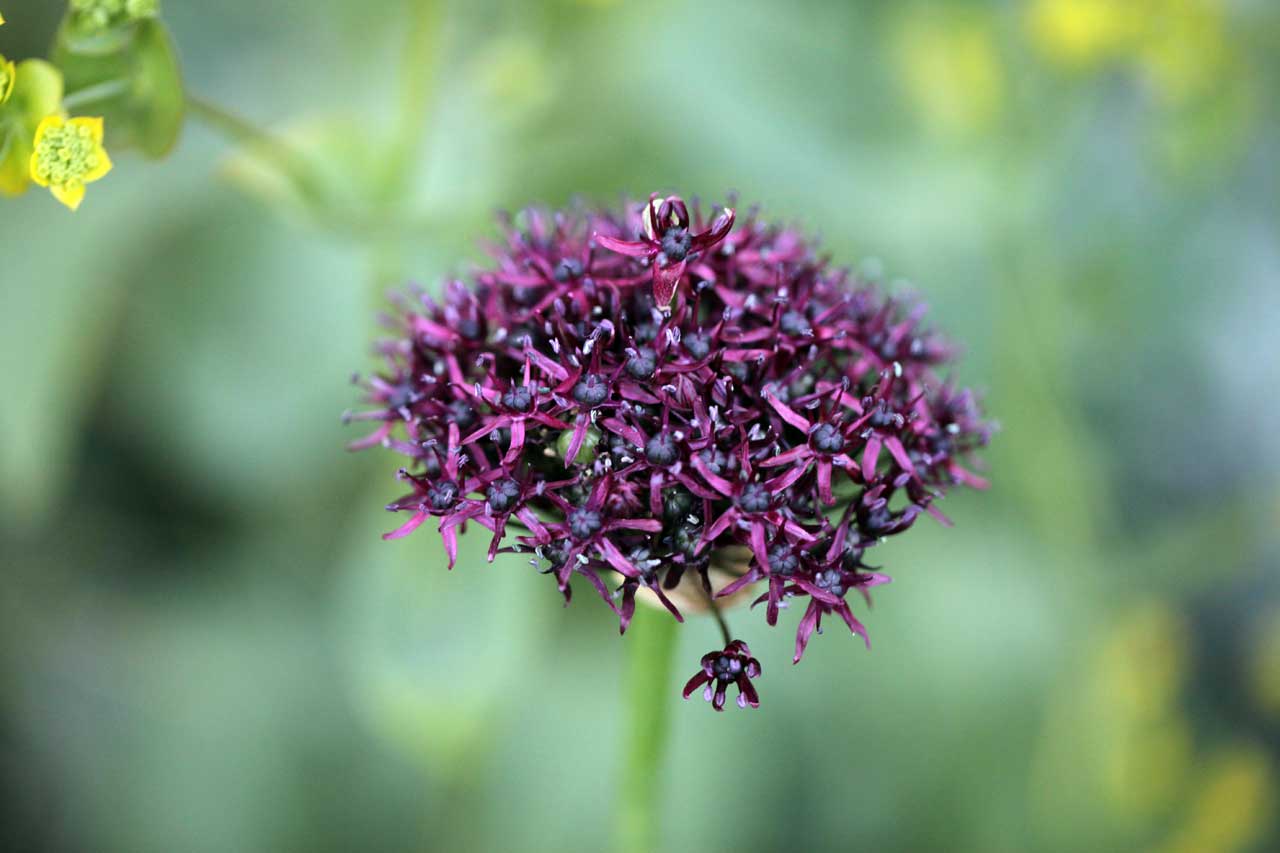 Photo: Allium Purple