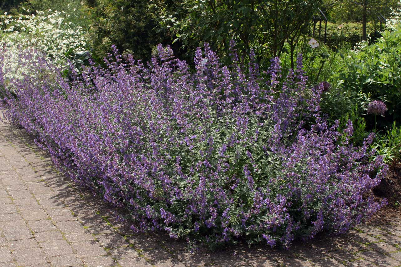 Photo: Catmint