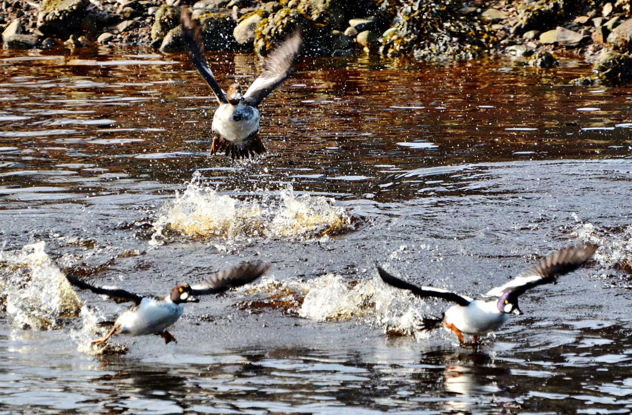 Photo: Action And Colour For Springtime In Caithness