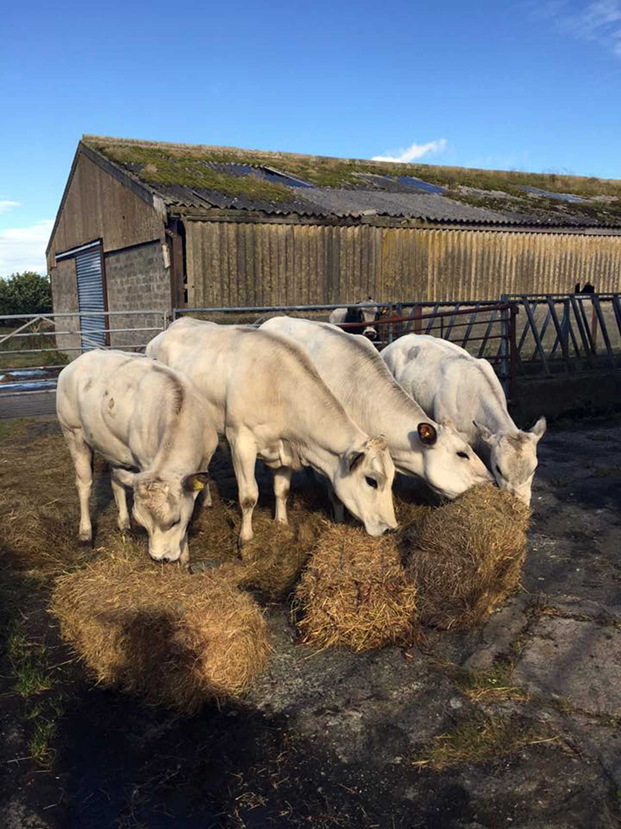 Photo: Piemontese Heifers At Achorn Farm, Keiss