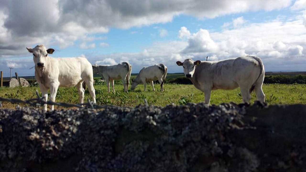 Photo: Piemontese Heifers At Achorn Farm, Keiss