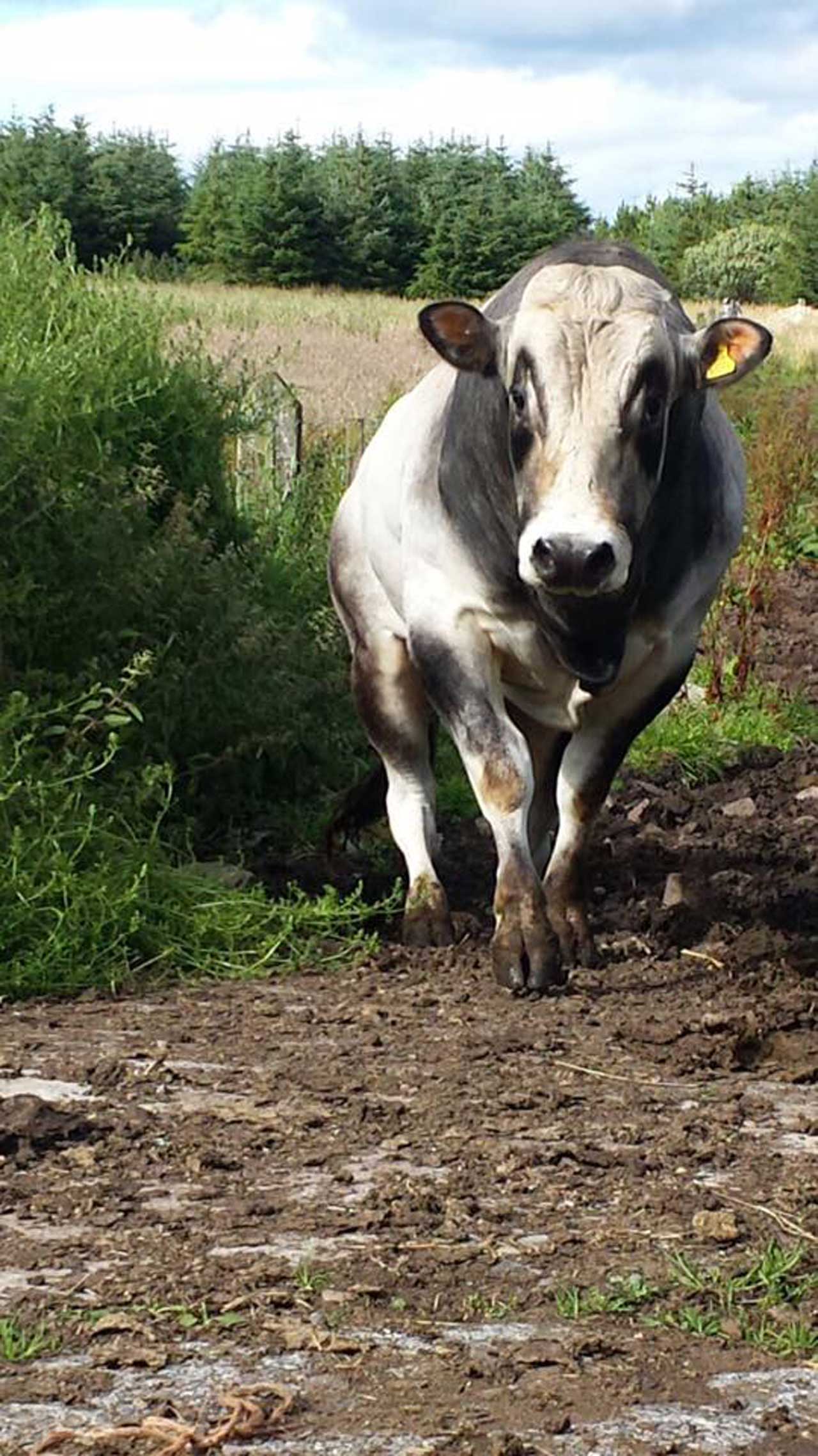 Photo: Piemontese Bull At Achorn Farm, Keiss