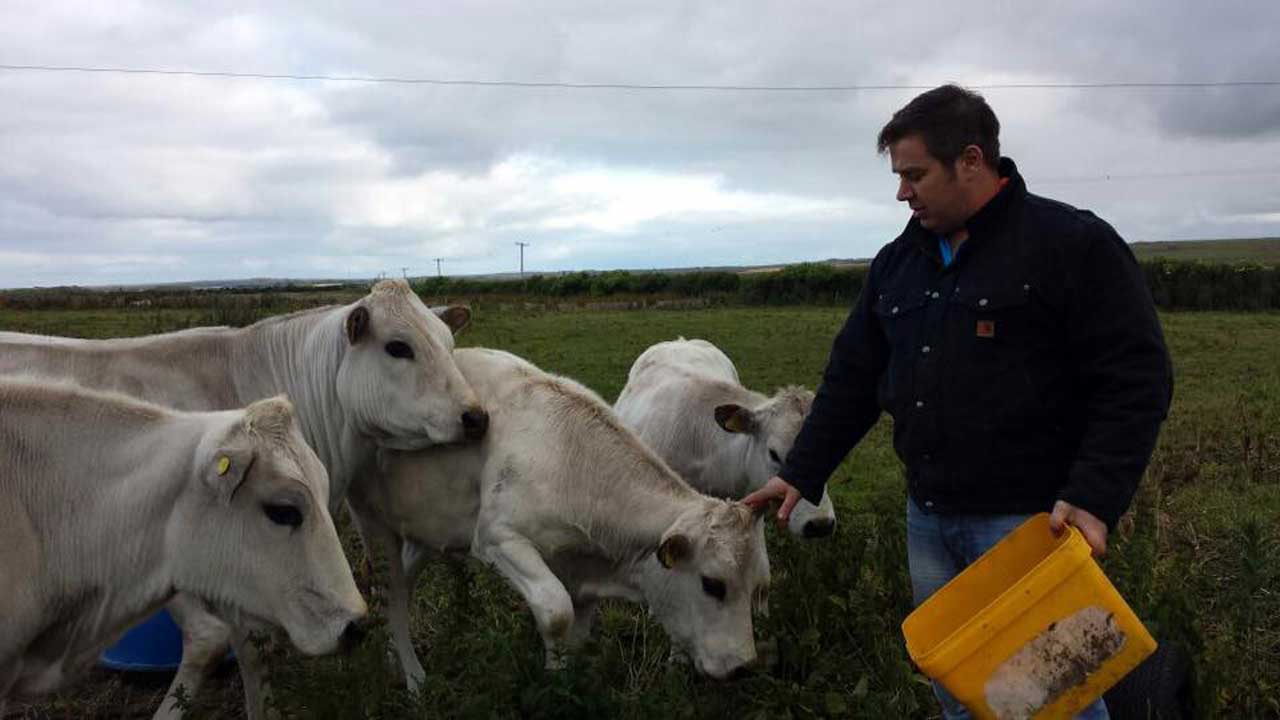 Photo: Keith Dunnet With Piemontese Heifers At Achorn Farm, Keiss