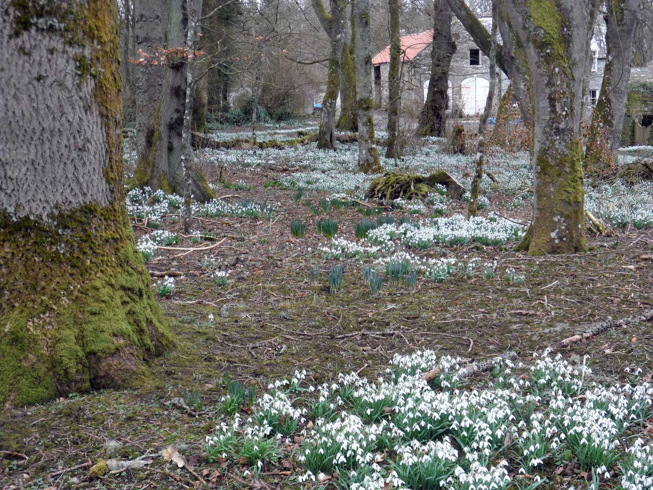 Photo: Snowdrop Day At Thrumster House