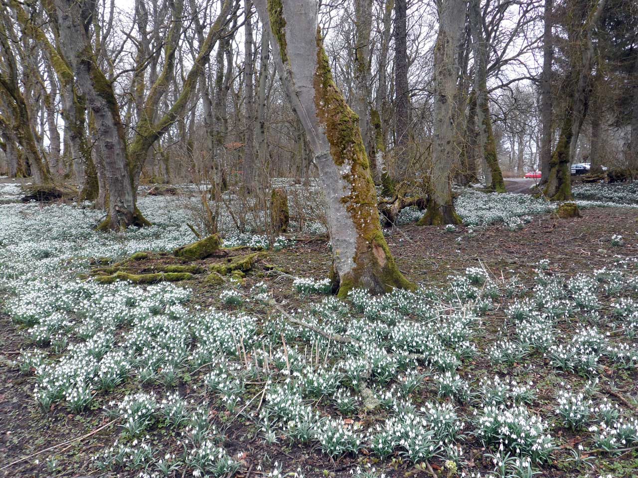 Photo: Snowdrop Day At Thrumster House