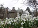 Thrumster House Snowdrops - 28 February 2015