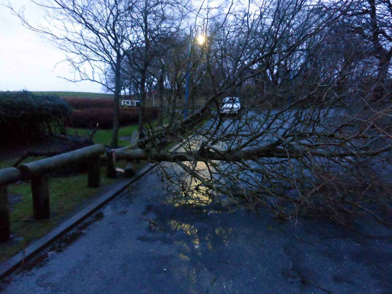 Photo: Tree Down At Rose Garden, Wick