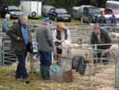 Caithness County Show 2015 - Judging
