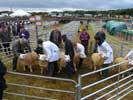 Caithness county Show 2015 - Sheep